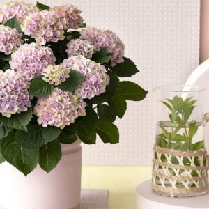 Hortensias